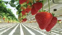 Hydroponic strawberry greenhouse launched in western Iran 